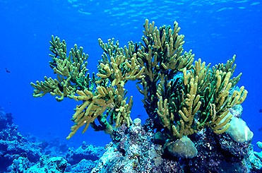  Isis hippuris (Golden Sea Fan)